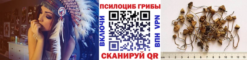 дарк нет клад  купить  сайты  Кяхта  Псилоцибиновые грибы прущие грибы 